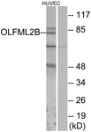 G485-1 - OLFML2B