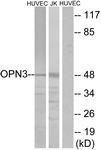 G487-1 - Opsin-3