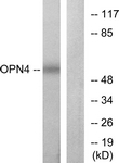 G488-1 - Melanopsin