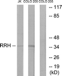 G496-1 - RRH