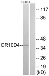 G498-1 - Olfactory receptor 10D4