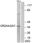 G536-1 - Olfactory receptor 2A4/2A7