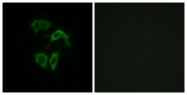 G536-1 - Olfactory receptor 2A4/2A7