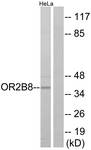 G542-1 - Olfactory receptor 2B8