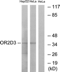 G546-1 - Olfactory receptor 2D3