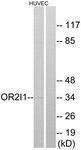 G552-1 - Olfactory receptor 2I1
