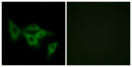 G552-1 - Olfactory receptor 2I1