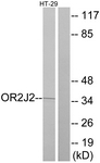 G553-1 - Olfactory receptor 2J2