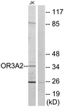 G577-1 - Olfactory receptor 3A2