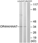 G581-1 - Olfactory receptor 4A4/4A47
