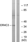 G584-1 - Olfactory receptor 4C3