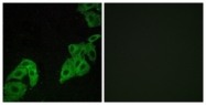 G584-1 - Olfactory receptor 4C3