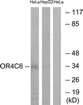 G585-1 - Olfactory receptor 4C6