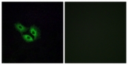 G597-1 - Olfactory receptor 4E2