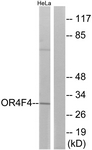 G599-1 - Olfactory receptor 4F4