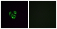 G599-1 - Olfactory receptor 4F4