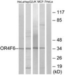 G600-1 - Olfactory receptor 4F6