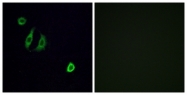 G600-1 - Olfactory receptor 4F6
