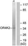 G602-1 - Olfactory receptor 4K2