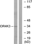 G603-1 - Olfactory receptor 4K3