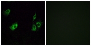 G603-1 - Olfactory receptor 4K3