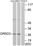 G636-1 - Olfactory receptor 5D3