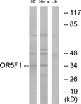G637-1 - Olfactory receptor 5F1