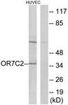 G677-1 - Olfactory receptor 7C2