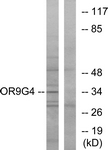 G698-1 - Olfactory receptor 9G4