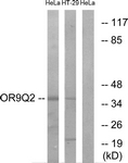 G702-1 - Olfactory receptor 9Q2