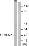 G732-1 - OR7E5P