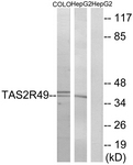 G759-1 - TAS2R49