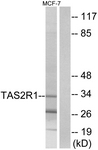 G763-1 - TAS2R1