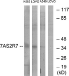 G767-1 - TAS2R7