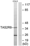 G768-1 - TAS2R8
