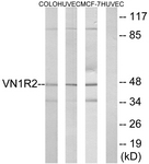 G792-1 - Vomeronasal type-1 receptor 2 (VN1R2)