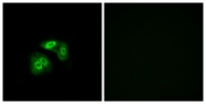G795-1 - Vomeronasal type-1 receptor 5 (VN1R5)