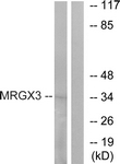 G816-1 - MRGPRX3