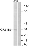 G843-1 - OR51B5