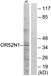 G863-1 - Olfactory receptor 52N1