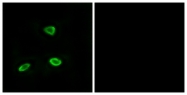 G863-1 - Olfactory receptor 52N1