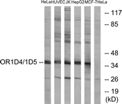 G885-1 - Olfactory receptor 1D4/1D5