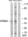 G929-1 - Olfactory receptor 8B4