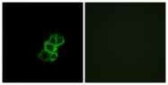 G929-1 - Olfactory receptor 8B4