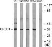 G931-1 - Olfactory receptor 8D1