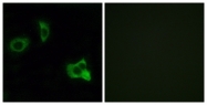 G931-1 - Olfactory receptor 8D1