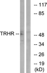 G954-1 - TRHR