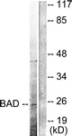 L0102-1 - Bcl-2-like 8