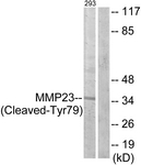 L0330-1 - MMP-23