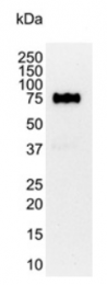 BM2431P - CD44